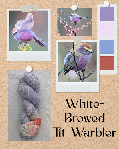 White-browed Tit-Warbler  -- PREORDER